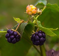 photo "blackberry"