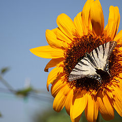 фото "Бабочка на подсолнухе"