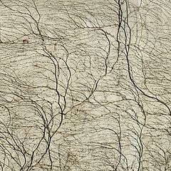 photo "***"