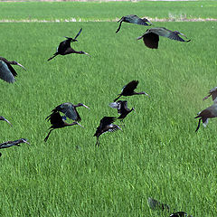 photo "BLACK IBIS"