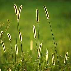 photo "sunset party"