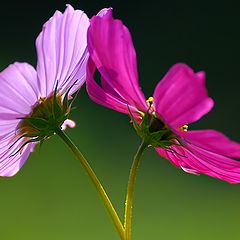 photo "pas de deux"