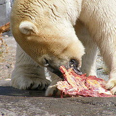 фото "Lunch time"