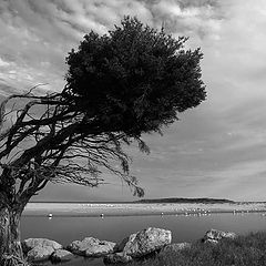 фото "Lonely tree"