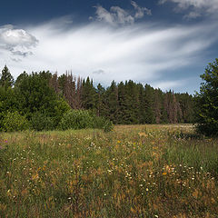 фото "У леса"