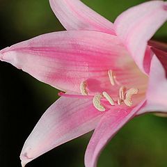 фото "Pink Lily"
