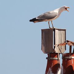 фото "seagulls"