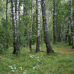 фото "Грибной лес"