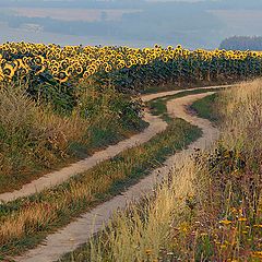 photo "On a country road"