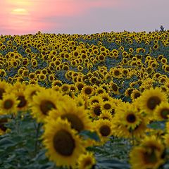 photo "At Sunset"