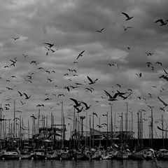 фото "seagulls"