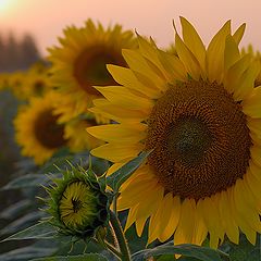 photo "Sunflowers"