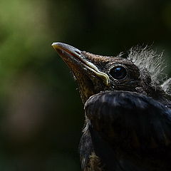 фото "Turdus merula"