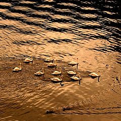фото "Dance of the Swan golden sunset"