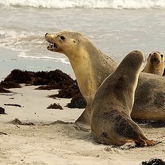 фото "Seals"