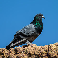 фото "Pigeon"