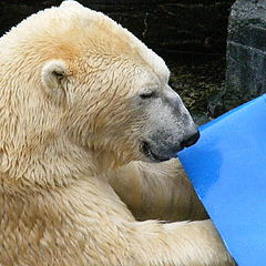 фото "Polar bear"