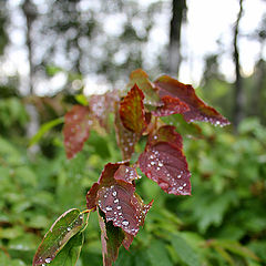 photo "After the rain"