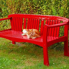 photo "The red garden bench"