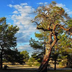 фото "Ольхонские красавицы сосны))"