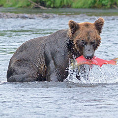 фото "Catch of the day"