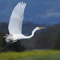 photo "White heron"