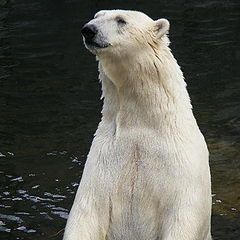 photo "Polar bear"