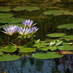 photo "In Tte little pond"