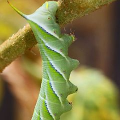 photo "Just Hangin' Around"