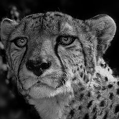 photo "Cheetah"
