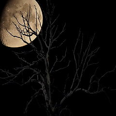 фото "Nocturnal"