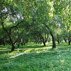 photo "apple garden"