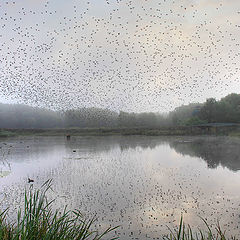 photo "birds"