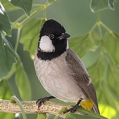 photo "Bulbul"