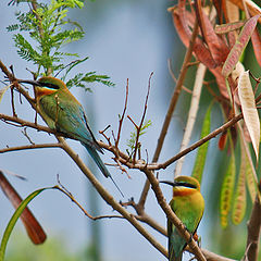 photo "GREEN BEE EATER"