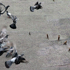 photo "The military operation"