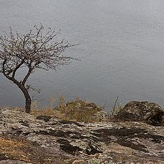 фото "И на камнях растут деревья... (2)"