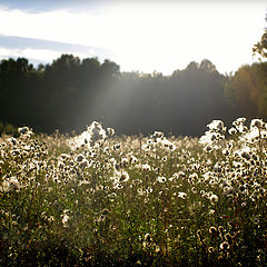 photo "Fluffy meadow."