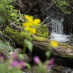 фото "Waterfall through flowers"