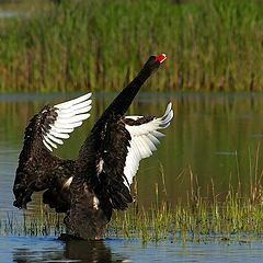 photo "Black Swan"