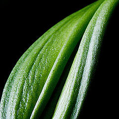 фото "Just a leaf"