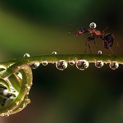 фото "Водонос"