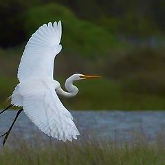 photo "Egret"