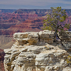 photo "Two trees near one river.."