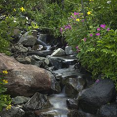 фото "Stream through flowers 2"