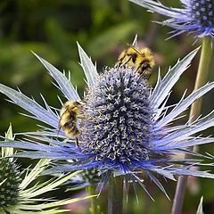 photo "Prickly honey"