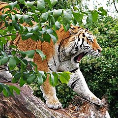 photo "Tiger Yawn"