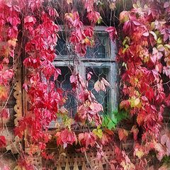 photo "Autumn at the window"
