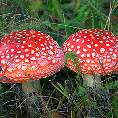 photo "Red fly agaric"