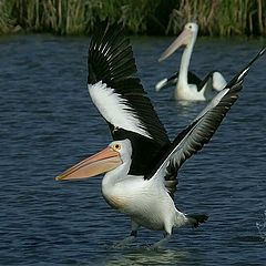 photo "pelicans"